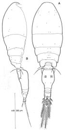 Espce Triconia hawii - Planche 1 de figures morphologiques