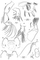 Espce Triconia hawii - Planche 2 de figures morphologiques