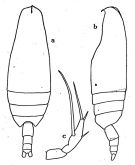 Espce Scaphocalanus affinis - Planche 1 de figures morphologiques