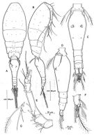 Espce Triconia elongata - Planche 1 de figures morphologiques