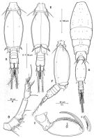 Espce Triconia elongata - Planche 4 de figures morphologiques