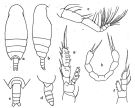 Espce Mixtocalanus alter - Planche 1 de figures morphologiques