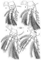 Espce Triconia parasimilis - Planche 3 de figures morphologiques