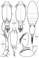 Espce Triconia similis - Planche 8 de figures morphologiques
