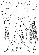 Espce Oncaea venusta - Planche 4 de figures morphologiques