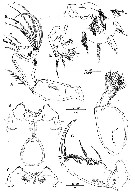 Espce Oncaea venusta - Planche 5 de figures morphologiques