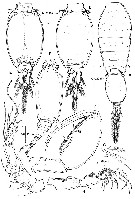 Espce Oncaea venusta - Planche 7 de figures morphologiques