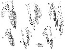 Species Oncaea venusta - Plate 8 of morphological figures