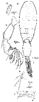 Espce Oncaea media - Planche 2 de figures morphologiques