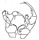 Espce Heterorhabdus austrinus - Planche 1 de figures morphologiques