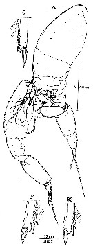 Espce Oncaea clevei - Planche 2 de figures morphologiques