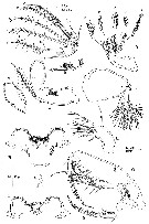 Espce Monothula subtilis - Planche 3 de figures morphologiques