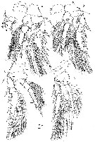 Espce Monothula subtilis - Planche 4 de figures morphologiques