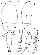 Espce Archioncaea arabica - Planche 1 de figures morphologiques