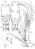 Espce Archioncaea arabica - Planche 2 de figures morphologiques