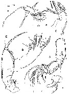 Espce Archioncaea arabica - Planche 3 de figures morphologiques