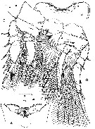 Espce Archioncaea arabica - Planche 4 de figures morphologiques