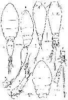 Espce Oncaea bispinosa - Planche 1 de figures morphologiques