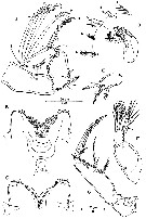 Espce Oncaea bispinosa - Planche 2 de figures morphologiques