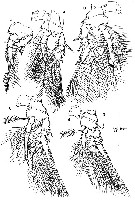 Espce Oncaea bispinosa - Planche 3 de figures morphologiques