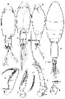 Espce Oncaea bispinosa - Planche 4 de figures morphologiques