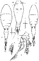 Espce Oncaea zernovi - Planche 1 de figures morphologiques