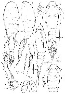 Espce Spinoncaea ivlevi - Planche 1 de figures morphologiques