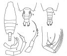 Espce Candacia falcifera - Planche 1 de figures morphologiques