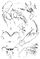 Espce Spinoncaea ivlevi - Planche 2 de figures morphologiques