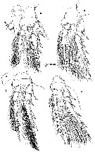 Espce Spinoncaea ivlevi - Planche 3 de figures morphologiques