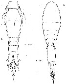 Espce Spinoncaea ivlevi - Planche 5 de figures morphologiques