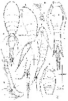 Espce Spinoncaea humesi - Planche 1 de figures morphologiques
