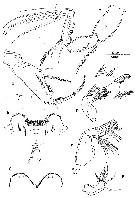 Espce Spinoncaea humesi - Planche 2 de figures morphologiques