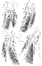 Espce Spinoncaea humesi - Planche 3 de figures morphologiques