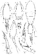 Espce Spinoncaea humesi - Planche 4 de figures morphologiques