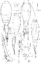 Espce Spinoncaea tenuis - Planche 1 de figures morphologiques