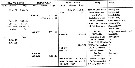 Espce Oncaea venusta - Planche 11 de figures morphologiques