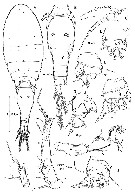 Espce Triconia parasimilis - Planche 4 de figures morphologiques