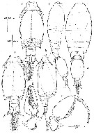 Espce Triconia parasimilis - Planche 5 de figures morphologiques