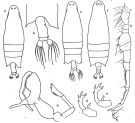 Espce Labidocera cervi - Planche 1 de figures morphologiques
