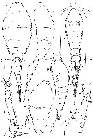 Espce Oncaea cristata - Planche 1 de figures morphologiques
