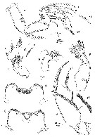 Espce Oncaea cristata - Planche 2 de figures morphologiques