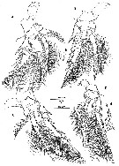 Espce Oncaea cristata - Planche 3 de figures morphologiques