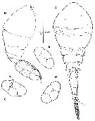 Espce Oncaea cristata - Planche 4 de figures morphologiques