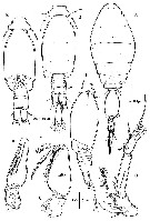 Espce Oncaea cristata - Planche 5 de figures morphologiques