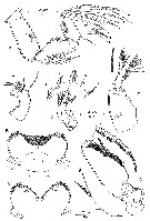 Espce Oncaea crypta - Planche 2 de figures morphologiques