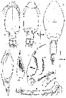 Espce Oncaea crypta - Planche 5 de figures morphologiques