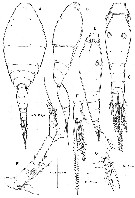 Espce Oncaea ovalis - Planche 1 de figures morphologiques