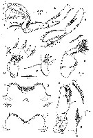 Espce Oncaea ovalis - Planche 2 de figures morphologiques