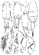 Espce Oncaea ovalis - Planche 4 de figures morphologiques